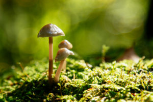 Unterwegs im Teutoburger Wald rund um die Externsteine in Horn-Bad Meinberg, Nordrhein-Westfalen, Deutschland Unterwegs im Teutoburger Wald rund um die Externsteine in Horn-Bad Meinberg, Nordrhein-Westfalen, Deutschland