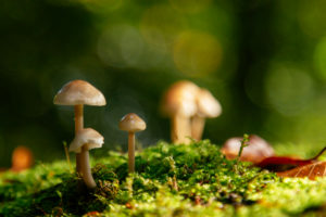Unterwegs im Teutoburger Wald rund um die Externsteine in Horn-Bad Meinberg, Nordrhein-Westfalen, Deutschland Unterwegs im Teutoburger Wald rund um die Externsteine in Horn-Bad Meinberg, Nordrhein-Westfalen, Deutschland