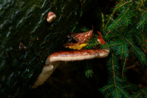 Unterwegs im Teutoburger Wald rund um die Externsteine in Horn-Bad Meinberg, Nordrhein-Westfalen, Deutschland Unterwegs im Teutoburger Wald rund um die Externsteine in Horn-Bad Meinberg, Nordrhein-Westfalen, Deutschland