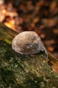 Unterwegs im Teutoburger Wald rund um die Externsteine in Horn-Bad Meinberg, Nordrhein-Westfalen, Deutschland Unterwegs im Teutoburger Wald rund um die Externsteine in Horn-Bad Meinberg, Nordrhein-Westfalen, Deutschland