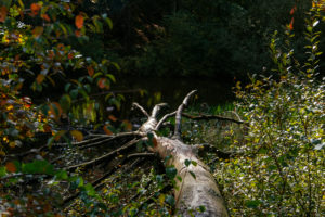 Unterwegs im Teutoburger Wald rund um die Externsteine in Horn-Bad Meinberg, Nordrhein-Westfalen, Deutschland Unterwegs im Teutoburger Wald rund um die Externsteine in Horn-Bad Meinberg, Nordrhein-Westfalen, Deutschland
