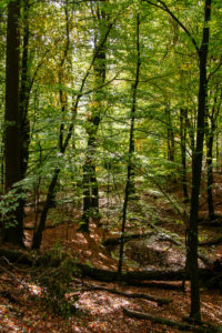 Teutoburg Forest around the Externsteine in Horn-Bad Meinberg, North Rhine-Westphalia, Germany Teutoburg Forest around the Externsteine in Horn-Bad Meinberg, North Rhine-Westphalia, Germany