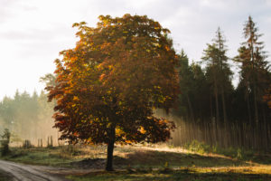 Unterwegs im Teutoburger Wald in Oerlinghausen, Nordrhein-Westfalen, Deutschland Unterwegs im Teutoburger Wald in Oerlinghausen, Nordrhein-Westfalen, Deutschland