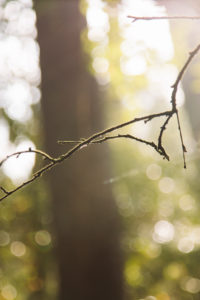Unterwegs im Teutoburger Wald in Oerlinghausen, Nordrhein-Westfalen, Deutschland Unterwegs im Teutoburger Wald in Oerlinghausen, Nordrhein-Westfalen, Deutschland