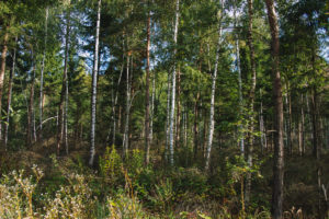 Unterwegs im Teutoburger Wald in Oerlinghausen, Nordrhein-Westfalen, Deutschland Unterwegs im Teutoburger Wald in Oerlinghausen, Nordrhein-Westfalen, Deutschland