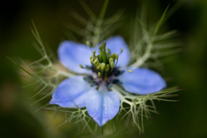 Black cumin, blossom, close-up Black cumin, blossom, close-up