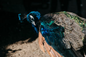 männlicher Blauer Pfau, Pavo cristatus männlicher Blauer Pfau, Pavo cristatus