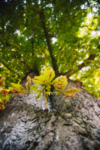 Kastanienbaum von unten Kastanienbaum von unten