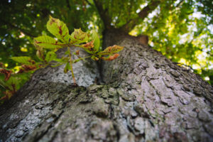 Kastanienbaum von unten Kastanienbaum von unten