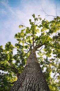 Deciduous tree from below Deciduous tree from below