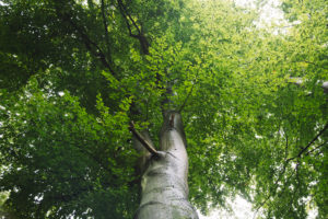 Teutoburger Wald in Bielefeld, Nordrhein-Westfalen, Deutschland, rund um den Botansichen Garten Teutoburger Wald in Bielefeld, Nordrhein-Westfalen, Deutschland, rund um den Botansichen Garten