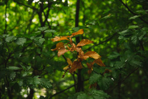 Teutoburger Wald in Bielefeld, Nordrhein-Westfalen, Deutschland, rund um den Botansichen Garten Teutoburger Wald in Bielefeld, Nordrhein-Westfalen, Deutschland, rund um den Botansichen Garten