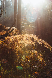 Wald bei Augustdorf im Furlbachtal, Herbstwanderung Wald bei Augustdorf im Furlbachtal, Herbstwanderung