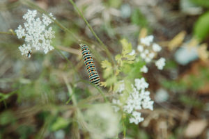 Wilde Möhre, Raupe des Schwalbenschwanz, Papilio machaon, Teutoburger Wald, Zwickenbachtal Wilde Möhre, Raupe des Schwalbenschwanz, Papilio machaon, Teutoburger Wald, Zwickenbachtal