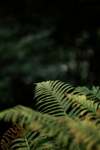 fern fern