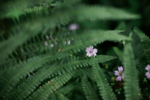Farn, Wildes Geranium Farn, Wildes Geranium