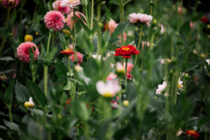 Dahlien im Garten Dahlien im Garten