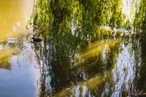 Trauerweide an einem See Trauerweide an einem See