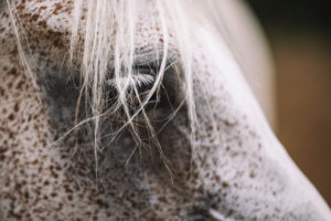Arab mare, close-up Arab mare, close-up