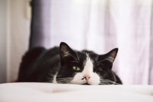schwarz-weiße Hauskatze schwarz-weiße Hauskatze
