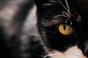 schwarz-weiße Hauskatze schwarz-weiße Hauskatze