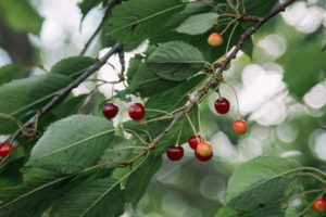 Wildkirsche, Prunus avium Wildkirsche, Prunus avium