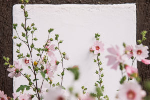 Stockrosen, Alcea rosea, auch Stockmalve Stockrosen, Alcea rosea, auch Stockmalve