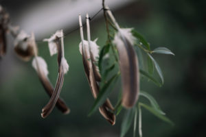 Weide, Salix, Zweig, Blätter, Federn Weide, Salix, Zweig, Blätter, Federn