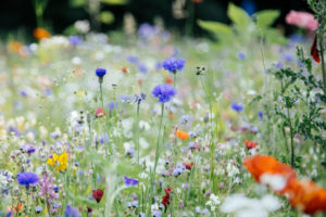 Wildblumenwiese, Wildblumenwiese,