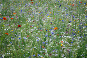 Wildblumenwiese, Wildblumenwiese,