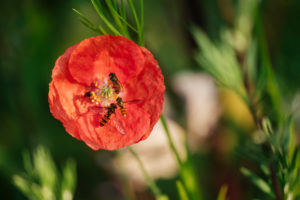 Wildblumenwiese, Wildblumenwiese,