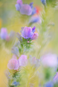 Wildblumenwiese, Wildblumenwiese,