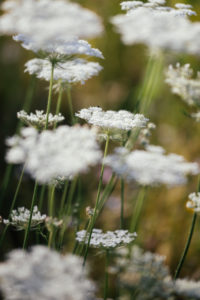 Wild carrot, Wild carrot,