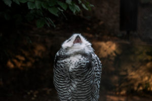 Snowy Owl, Nyctea scandiaca Snowy Owl, Nyctea scandiaca