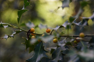 Stechpalme, Ilex Stechpalme, Ilex