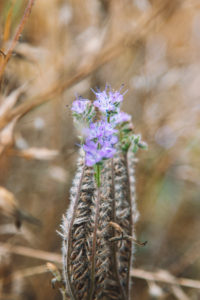 Zottiges Weidenröschen, Epilobium hirsutum Zottiges Weidenröschen, Epilobium hirsutum