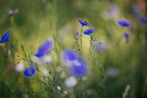Gemeiner Lein, Wildblumenwiese, Gemeiner Lein, Wildblumenwiese,