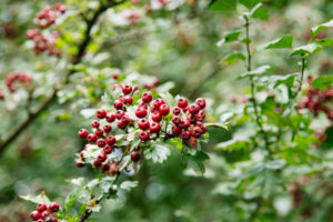 Eingriffeliger Weißdorn, Crataegus monogyna, Eingriffeliger Weißdorn, Crataegus monogyna,