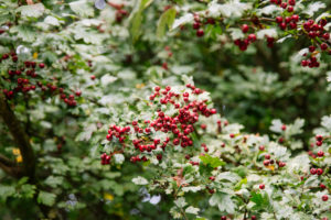 Eingriffeliger Weißdorn, Crataegus monogyna, Eingriffeliger Weißdorn, Crataegus monogyna,