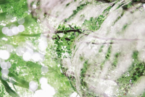 Birch, double exposure, forest Birch, double exposure, forest