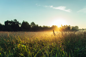 Morgenstimmung bei Bielefeld, Johannisbachaue, Sonnenaufgang, Wiese, Pflanzen, stimmungsvoll Morgenstimmung bei Bielefeld, Johannisbachaue, Sonnenaufgang, Wiese, Pflanzen, stimmungsvoll