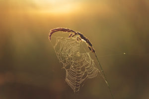 Bielefeld, Johannisbachaue, sunrise, sunrise, meadow Bielefeld, Johannisbachaue, sunrise, sunrise, meadow