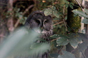 Great gray owl Great gray owl