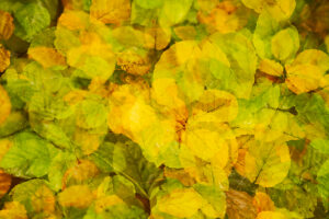 Autumnal beech leaves, creatively photographed with the help of multiple exposure in the camera Autumnal beech leaves, creatively photographed with the help of multiple exposure in the camera