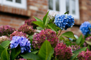 Hydrangea Hydrangea