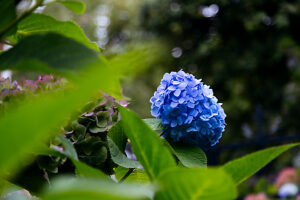 Hydrangea Hydrangea