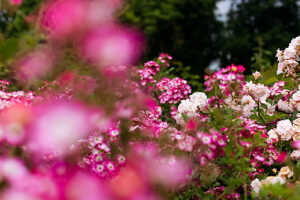 Shrub rose, Mozart rose Shrub rose, Mozart rose