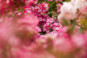 Shrub rose, Mozart rose Shrub rose, Mozart rose