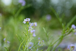 Holnis peninsula, beach, Glücksburg, sea rocket Holnis peninsula, beach, Glücksburg, sea rocket