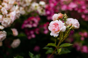 Roses Roses